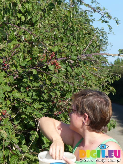 FZ008852 Jenni picking brambles